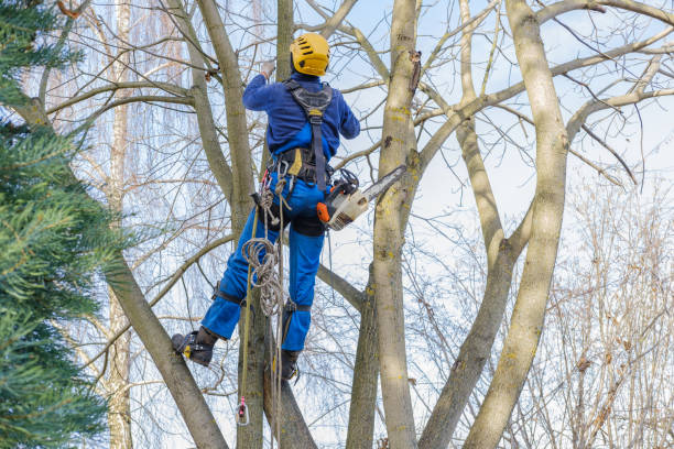 Vergennes, VT Tree Removal Services Company